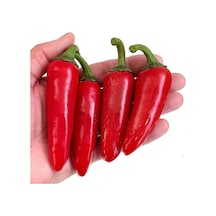 Jalapeno Biber Tohumu Acı Meksika Biberi Tohumu Yetiştirme Kiti
