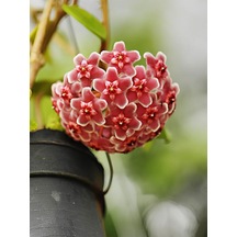 Videolu Pembe Mum Çiçeği Hoya 1 Adet Saksılı/tüplü 10-20cm Iç Mekan Salon Bitkisi Pink Hoya Carnosa