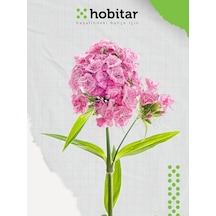 Hobitar Hüsnüyusuf Çiçeği Tohumu 1350 Adet