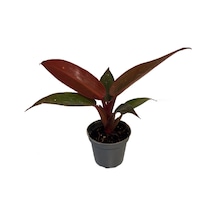 Philodendron 'Red Sun' Ø5,5 CM Y0-10 CM