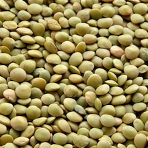 Doğal Yeşil Mercimek Tohumu 20 Adet