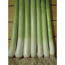 Yerli İnegöl Pırasa Tohumu 10 GR Ort 3000 Ad Tohum N111445