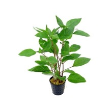 Hygrophila Corymbosa - Limon Saksı Bitkisi, Canlı Ve Sağlıklı