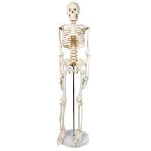 İnsan İskeleti Modeli, Sinir Sistemli - 85 Cm - İskelet Maketi 01