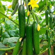 10 Adet Tohum Nadir Erkenci Bol Verim Sırık Salatalık Tohumu Sürpriz Hediye Tohumludur