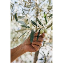 5 Adet - Sofralık Gemlik Zeytin Fidanı 1 Metre Boy 3 Yaş