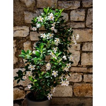 Yasemin Beyaz Çiçekli Kokulu Şarmaşık 90-120 Cm 1 Adet Dış Mekan Bitkisi Star Jasmine
