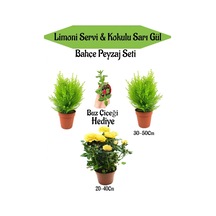 Bahçe Seti 2 Adet Limoni Servi Fidanı+1 Adet Sarı Gül Fidanı+hediye Buz Çiçeği