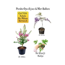 Pembe Oya Ağacı Fidanı+mor Salkım Ağacı Fidanı Itır Çiçeği Hediyeli Bahçe Peyzaj Seti