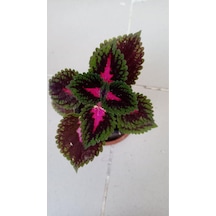 Karışık Renk Yaprağı Güzel Çiçeği 10-20 Cm