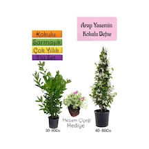Kokulu Arap Yasemini+defne Çalısı+mezem Çiçeği 3'lü Bahçe Seti
