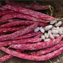 10 Adet Tohum Süper Paket Oturak Barbunya Tohumu Fasulye Tohumu Fasülye Tohumu Hediye Tohumlu