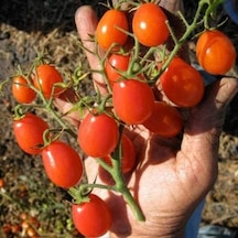 Üzüm Cherry Domates 10 Saksı Toprak Seti Diğer