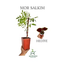 Sarmaşık Mor Salkım Ağacı Fidanı 1 Adet Saksılı 40-60cm+yaprak Güzeli