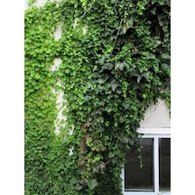 Hedera Helix Yeşil Orman Sarmaşığı 40-60 Cm Gölgeye Uyumlu Bitki