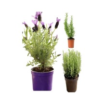 Kokulu Aromatik Bitki Seti Lavanta-biberiye-kekik Saksılı 3adet 10-20cm İç-dış Mekan Bitkisi