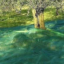 Diğer