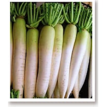 AGRodal Tarım Doğal Beyaz Uzun Turp Mino Early 500 Adet Tohum