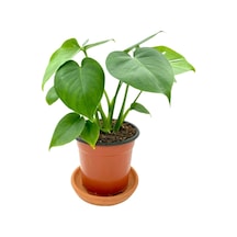 Monstera Deliciosa Deve Tabanı Orta Boy 45-50cm