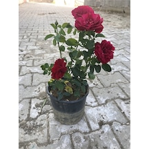 Koyu Kırmızı Kokulu Yediveren Gül 50 70 Cm Saksılı Aşılı Gül Red Rose