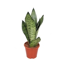 Sansevieria Zeylanica Paşa Kılıcı Hava Temizleyici Bitki Ev Ofis Salon Bitkisi