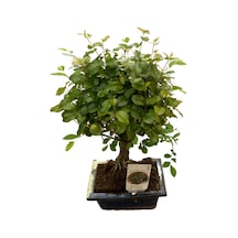 Bonsai - Sageretia Ø12 Cm Y25-30 Cm