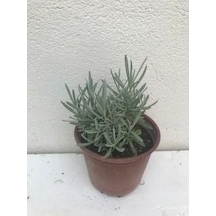 Blueviolet Moru Lavanta Fidanı Saksılı 3 Adet 10-20 Cm