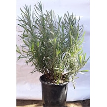 Lavanta Bitkisi /lavanta Fidanı 10-20 Cm