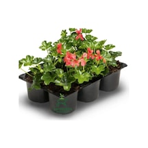 Pembe Renk Sakız Sardunya Fidesi 3 Adet Saksılı 10-25cm Pelargonium Peltatum Diğer