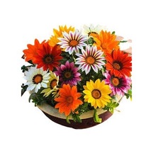 50 Adet Tohum Nadir Bulunan Koyun Gözü Çiçeği Koyun Gözlü Saksı T