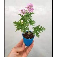 Palergonium Graveolens Itır Gül Damlası Çiçeği 10-20 Cm