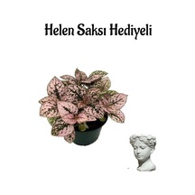 Zarif Yapraklı Pembe Hostes Çiçeği Sevgililer Gününe Özel Helen Saksı Hediyeli