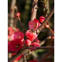 Japon Ayvası Japanese Quince Bol Çiçekli Süs Bitkisi Aşılı Meyve Fidanı