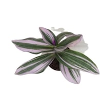 Nanouk Telgraf Çiçeği 10-20 Cm Tradescantia Nanouk