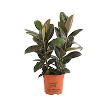 Mini Boy Kauçuk Fidanı Mini Boy 2'li Dikim 20-45cm Saksılı Salon Çiçeği Ficus Elastica