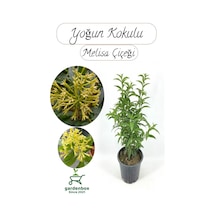 Melisa Parfüm Çiçeği 30-50cm 1 Adet Cestrum Nocturnum