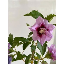 Hatmi Çiçeği Ağaç Fidanı 1 Adet Saksılı 40-60cm Althaea Officinalis