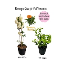 Kartopu Çiçeği 1 Adet+kokulu Ful Yasemin1adet+turuncu Gazanya Saksılı Bahçe Seti