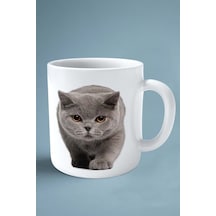 British Shorthairt Kedi İsimli Kişiye Özel Baskılı Kupa Bardak Model 3 Çok Renkli