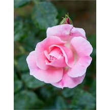 Canlı Yediveren Pembe Bodur Gül Fidanı 1 Adet Saksılı 30-60 Cm Bahçe Bitkisi Pink Rose