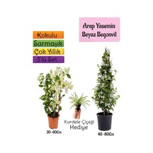 Kokulu Arap Yasemini+beyaz Begonvil+kurdele Çiçeği 3'lü Bahçe Seti