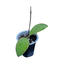 Hoya Sabah Mum Çiçeği