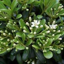 Mis Kokulu Yıldız Çalısı Pittosporum Tobira Japanese Cheesewood