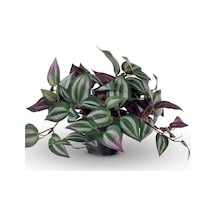 Çok Avantajlı Tradescantia Zebrina Telgraf Çiçeği 1 Adet Saksılı Salon Çiçeği 20-40cm