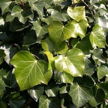 Tüplü Hedera Herdem Yeşil Kaya Sarmaşığı Fidanı