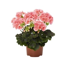 Açık Pembe Sardunya Çiçeği Fidesi 10-20 Cm