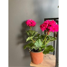 Sardunya Çiçeği Açık Fuşya 10-20 Cm