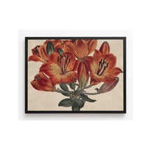 Botanik Curtis Botanik Dergisi Şemsiye Çiçekliler Çerçevesiz Poster 21x30 Cm A4 Botanik Doğa Tarihi