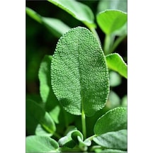 Tıbbi Adaçayı Salvia Officinalis 15 25 Cm
