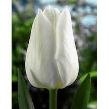 İthal Lale Soğanı White Dream